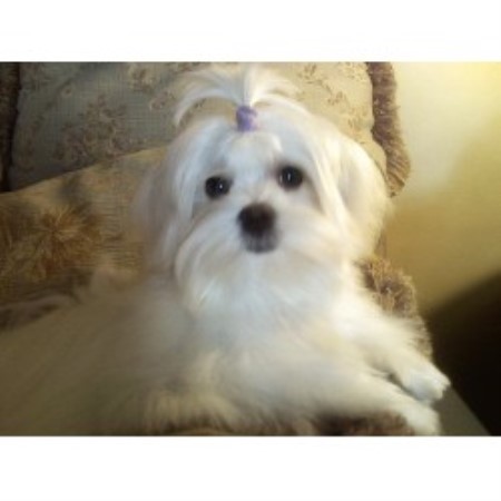 Maltese Breeders In North Carolina Freedoglistings Dog Breeds | Dog ... Maltese Breeders In North Carolina Freedoglistings Dog Breeds | Dog ...