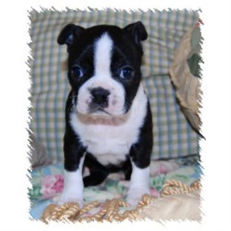 Boston Terrier Breeder in Aledo, Texas