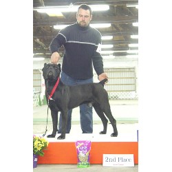 Cane Corso Stud in Wisconsin