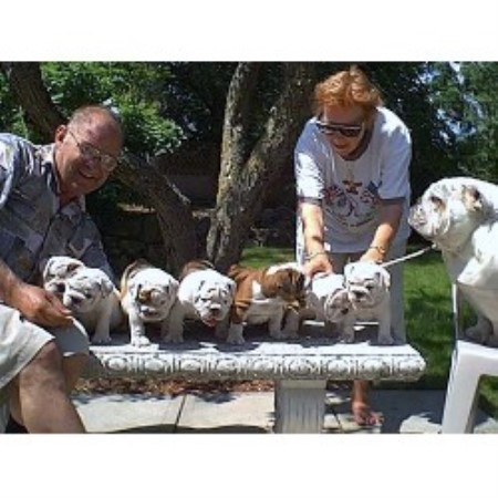 English Bulldog Breeder in Colborne, Ontario