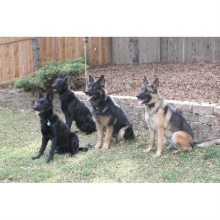German Shepherd Dog Breeder in Minneapolis, Minnesota German Shepherd Dog Breeder in Minneapolis, Minnesota