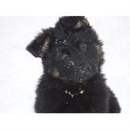 free puppies in mn minnesota k9 solutions german shepherd breeder in minneapolis minnesota listing free puppies in mn minnesota k9 solutions german shepherd breeder in minneapolis minnesota listing