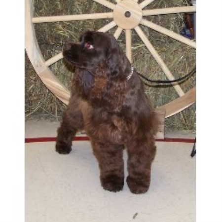 cocker spaniel puppies iowa cheryl s cockers american cocker spaniel breeder in bedford iowa cocker spaniel puppies iowa cheryl s cockers american cocker spaniel breeder in bedford iowa