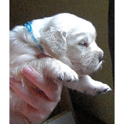 Golden Retriever Breeder in Interlochen, Michigan