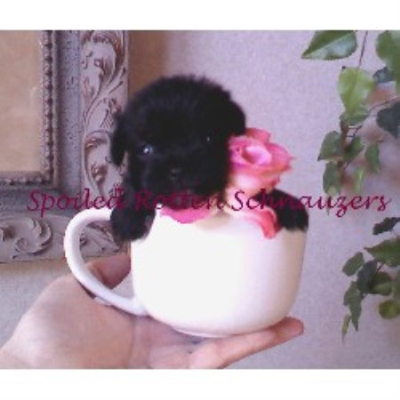 Miniature Schnauzer Breeder in Orem, Utah