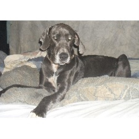 Great Dane Breeder in Pell City, Alabama