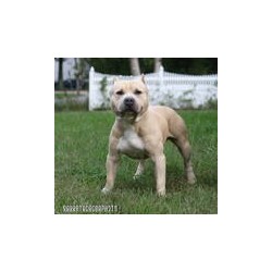 American Staffordshire Terrier Stud in New York