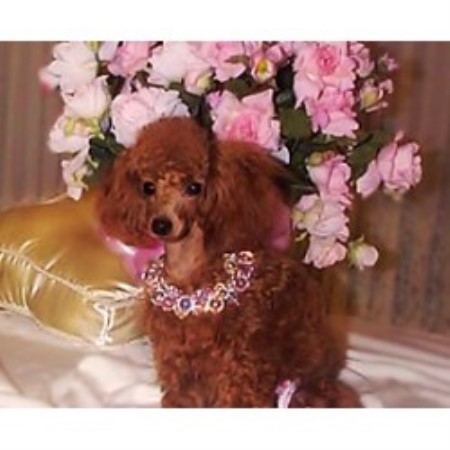 Poodle Toy Breeder in Bakersfield, California