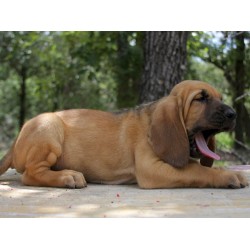 Bloodhound Stud in Nevada
