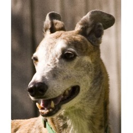 greyhound puppies for adoption greyhound quotes greyhound puppies for adoption greyhound quotes