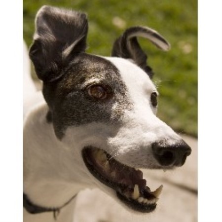 Greyhounds for Adoption