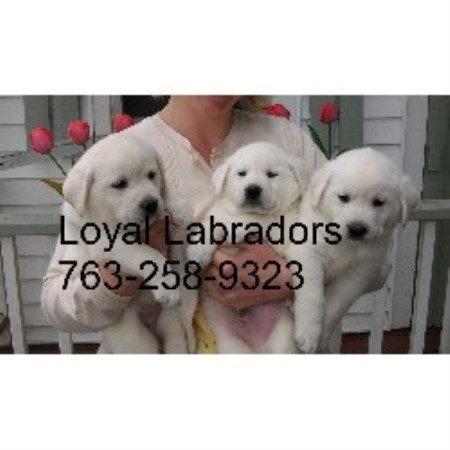 Labrador Retriever Breeder in Mora, Minnesota