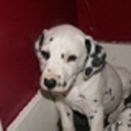 Dalmatian Breeder in Pana, Illinois