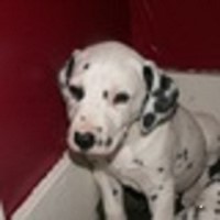 dalmatian puppies for sale tn dalmatian breeders in illinois freedoglistings dalmatian puppies for sale tn dalmatian breeders in illinois freedoglistings