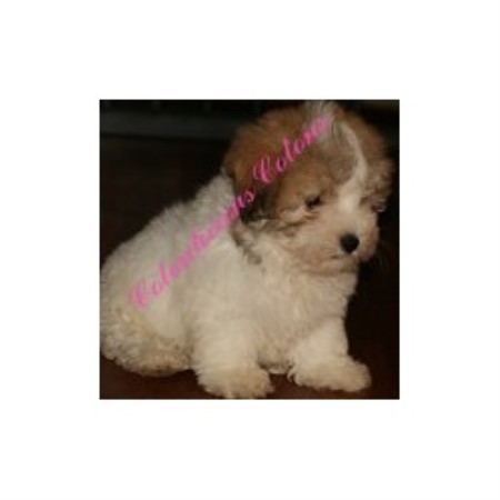 Coton De Tulear Breeder in Harrisburg, Pennsylvania