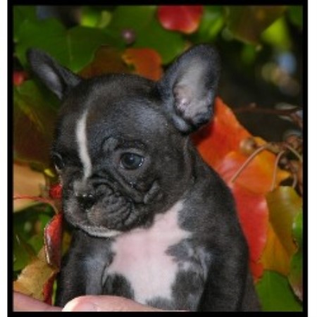 French Bulldog Breeder in Oneonta, Alabama