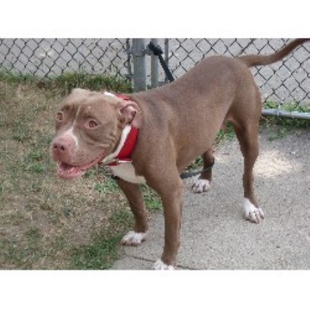 pitbull puppies ma american pit bull terrier apbt breeders in oregon freedoglistings breeds picture pitbull puppies ma american pit bull terrier apbt breeders in oregon freedoglistings breeds picture