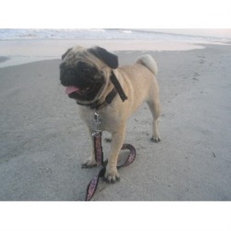 carolina pug breeders pug breeders in kentucky freedoglistings breeds picture carolina pug breeders pug breeders in kentucky freedoglistings breeds picture