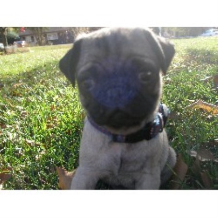 carolina pug breeders mayhue kennels pug breeder in bessemer city carolina listing id 17453 carolina pug breeders mayhue kennels pug breeder in bessemer city carolina listing id 17453