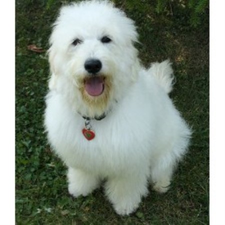 labradoodle puppies for sale in michigan goldendoodle puppies for sale in michigan photo breeds picture labradoodle puppies for sale in michigan goldendoodle puppies for sale in michigan photo breeds picture