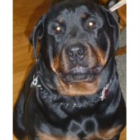 Rottweiler Breeder in Piqua, Ohio