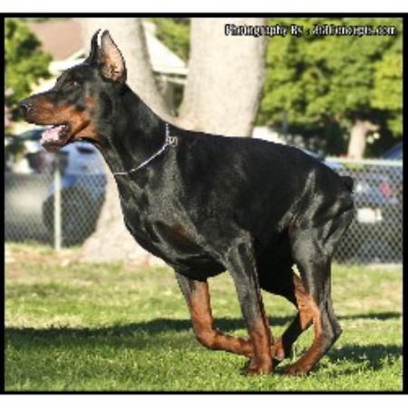 Doberman Pinscher Breeder in Tujunga, California