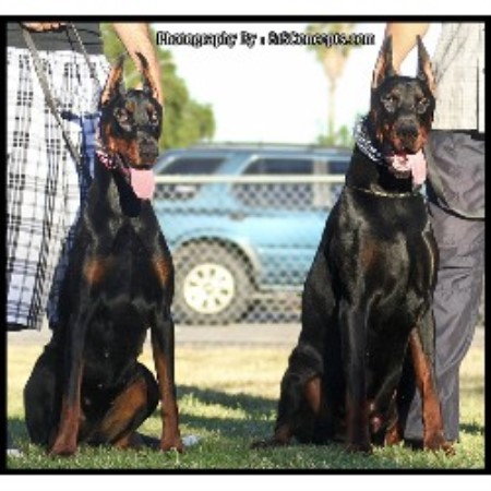 Doberman Pinscher Breeder in Tujunga, California