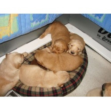 mn golden retriever breeders muddy golden retriever breeder in kimball minnesota mn golden retriever breeders muddy golden retriever breeder in kimball minnesota