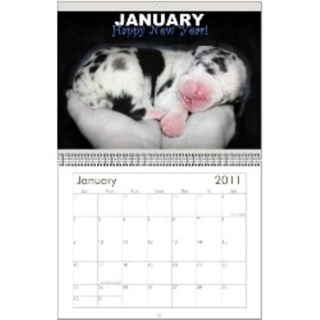 Great Dane Breeder in Hubbard, Oregon