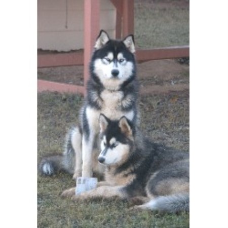 free husky puppies in ga siberian husky puppies for saleadoption in mcdonough id breeds picture free husky puppies in ga siberian husky puppies for saleadoption in mcdonough id breeds picture