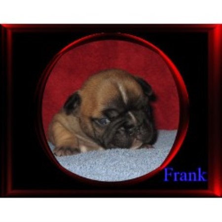 French Bulldog Breeder in Plainview, Minnesota