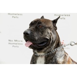 Perro De Presa Canario Stud in New York