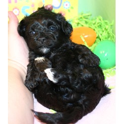 Havanese breeder New Market 17481
