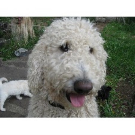 Poodle Standard Breeder in Golden, Colorado