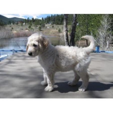 Goldendoodle Breeder in Golden, Colorado