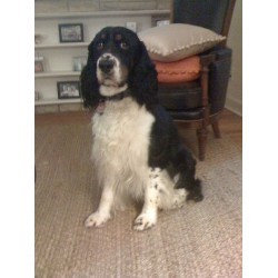 English Springer Spaniel Stud in Alabama