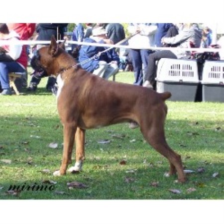 Boxer Breeder in Sanford, North Carolina