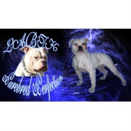 American Bulldog Breeder in Pougkeepsie, New York