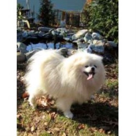 pomeranian rescue ma pomeranian breeders in massachusetts freedoglistings pomeranian rescue ma pomeranian breeders in massachusetts freedoglistings