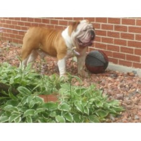 English Bulldog Breeder in Midlothian, Illinois