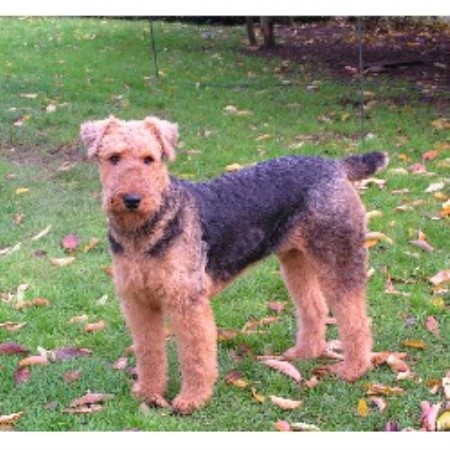 Airedale Terrier Stud 17504