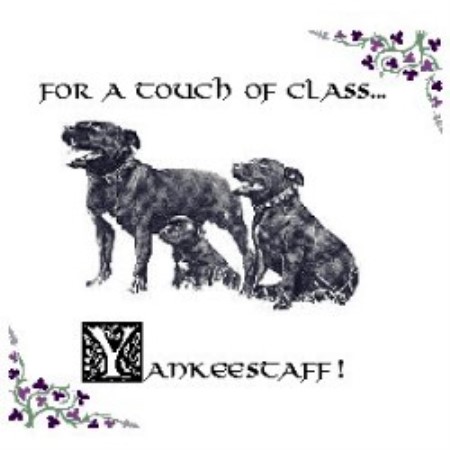 Staffordshire Bull Terrier Breeder in Gloucester, Virginia