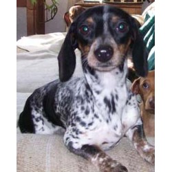 Dachshund Breeder in Ainsworth, Iowa