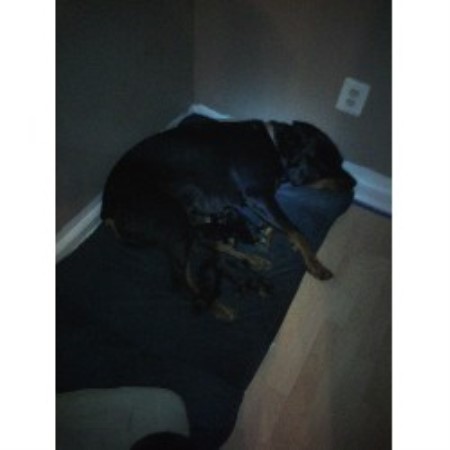 rottweiler breeders md janet berger rottweiler breeder in arnold maryland rottweiler breeders md janet berger rottweiler breeder in arnold maryland