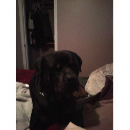 rottweiler breeders md janet berger rottweiler breeder in arnold maryland rottweiler breeders md janet berger rottweiler breeder in arnold maryland