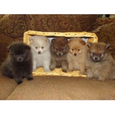 pomeranian puppies for sale in kansas pomeranian puppy for sale in kansas city breeds picture pomeranian puppies for sale in kansas pomeranian puppy for sale in kansas city breeds picture