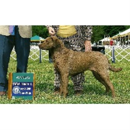 Chesapeake Bay Retriever Breeder in Woodstown, New Jersey