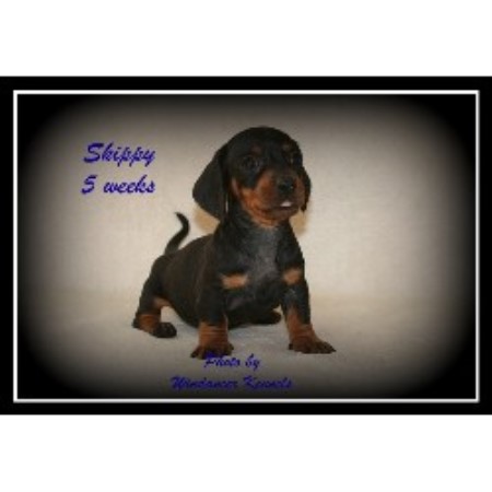Dachshund Breeder in Weatherford, Texas