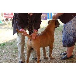 Bullmastiff Stud in Indiana