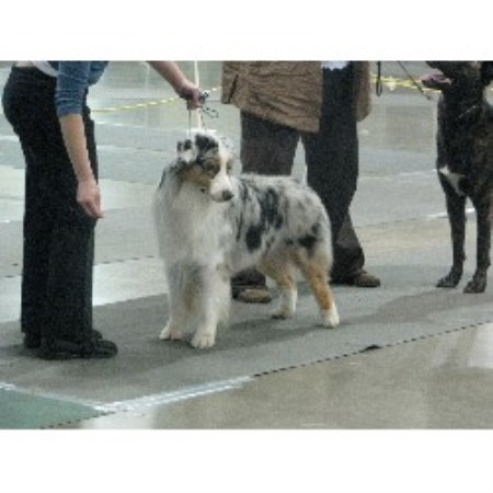 Australian Shepherd Dog Breeder in Battle Creek, Michigan